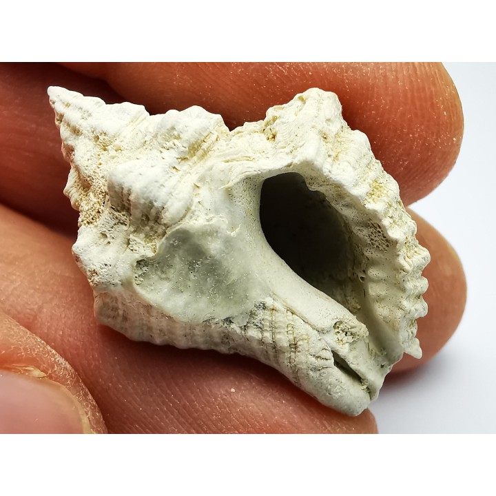 GASTEROPODE : Ocenebra beaumonti - Aquitanien - St-Avit (40)