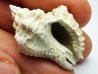 GASTEROPODE : Ocenebra beaumonti - Aquitanien - St-Avit (40)