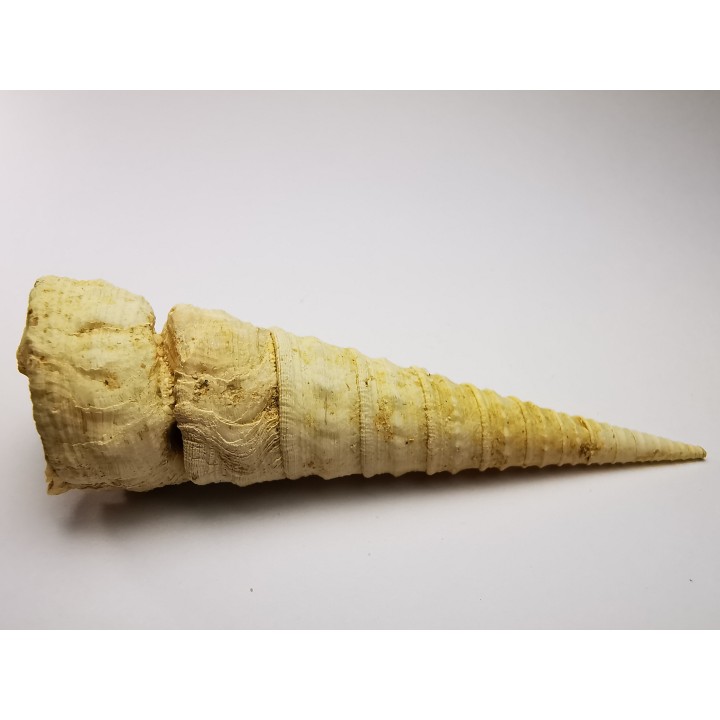 GASTEROPODE : Turritella desmarestina - Aquitanien - Roquefort (40)
