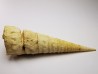 GASTROPOD: Turritella desmarestina - Aquitanian - Roquefort, France
