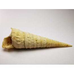 GASTROPOD: Turritella desmarestina - Aquitanian - Roquefort, France