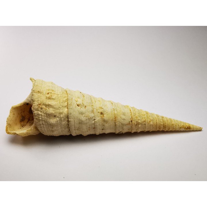 GASTEROPODE : Turritella desmarestina - Aquitanien - Roquefort (40)
