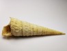 GASTROPOD: Turritella desmarestina - Aquitanian - Roquefort, France