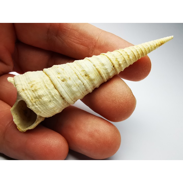 GASTEROPODE : Turritella desmarestina - Aquitanien - Roquefort (40)