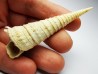 GASTEROPODE : Turritella desmarestina - Aquitanien - Roquefort (40)