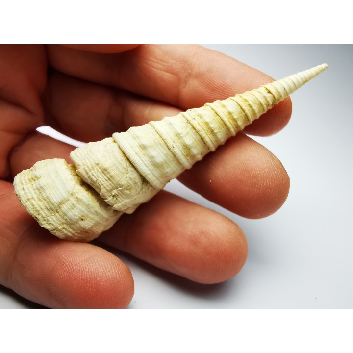 GASTEROPODE : Turritella desmarestina - Aquitanien - Roquefort (40)