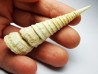 GASTROPOD: Turritella desmarestina - Aquitanian - Roquefort, France