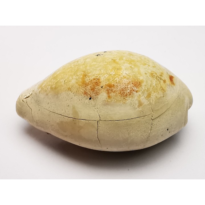 GASTEROPODE : Prozonarina fabagina - Aquitanien - Roquefort (40)