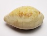 GASTEROPODE : Prozonarina fabagina - Aquitanien - Roquefort (40)