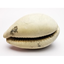 GASTEROPODE : Prozonarina fabagina - Aquitanien - Roquefort (40)