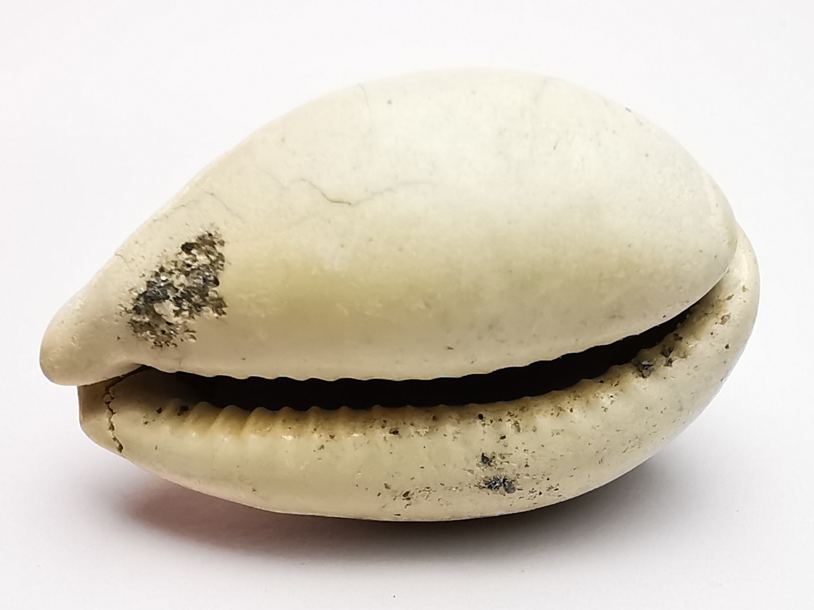 GASTROPOD: Prozonarina fabagina - Aquitanian - Roquefort, France