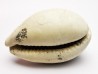 GASTROPOD: Prozonarina fabagina - Aquitanian - Roquefort, France