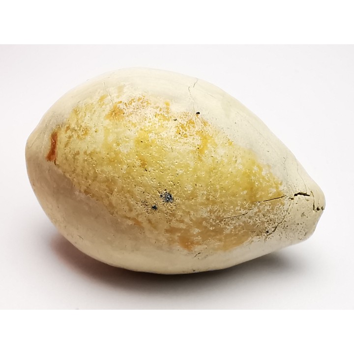 GASTROPOD: Prozonarina fabagina - Aquitanian - Roquefort, France