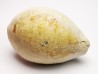 GASTROPOD: Prozonarina fabagina - Aquitanian - Roquefort, France