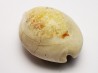 GASTROPOD: Prozonarina fabagina - Aquitanian - Roquefort, France