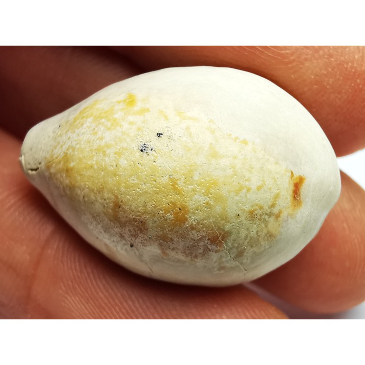 GASTEROPODE : Prozonarina fabagina - Aquitanien - Roquefort (40)