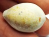GASTROPOD: Prozonarina fabagina - Aquitanian - Roquefort, France