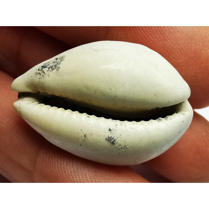 GASTEROPODE : Prozonarina fabagina - Aquitanien - Roquefort (40)