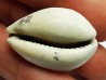 GASTROPOD: Prozonarina fabagina - Aquitanian - Roquefort, France