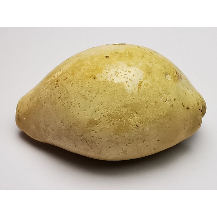 GASTEROPODE : Prozonarina fabagina - Aquitanien - Roquefort (40)