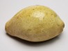 GASTEROPODE : Prozonarina fabagina - Aquitanien - Roquefort (40)
