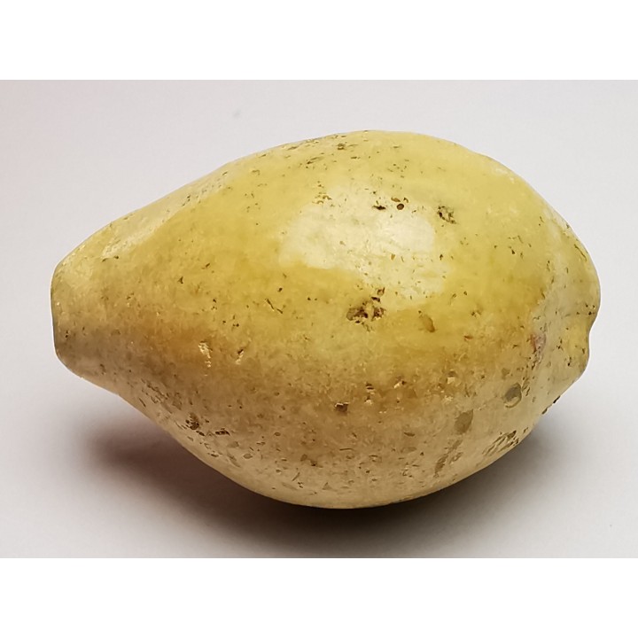 GASTEROPODE : Prozonarina fabagina - Aquitanien - Roquefort (40)