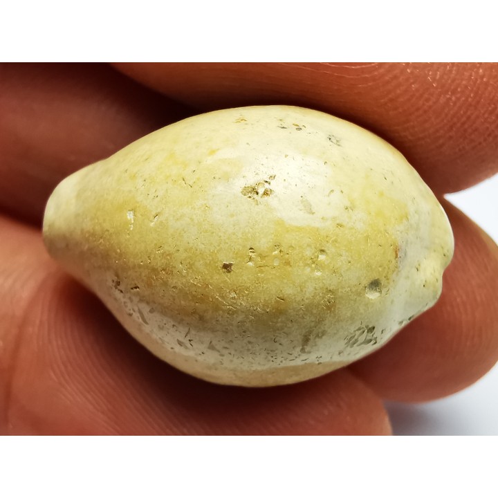 GASTROPOD: Prozonarina fabagina - Aquitanian - Roquefort, France