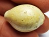 GASTEROPODE : Prozonarina fabagina - Aquitanien - Roquefort (40)
