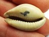 GASTROPOD: Prozonarina fabagina - Aquitanian - Roquefort, France