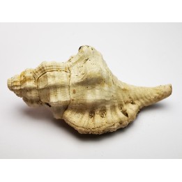 GASTROPOD: Eutritonium aquitanicum - Aquitanian - Roquefort, France