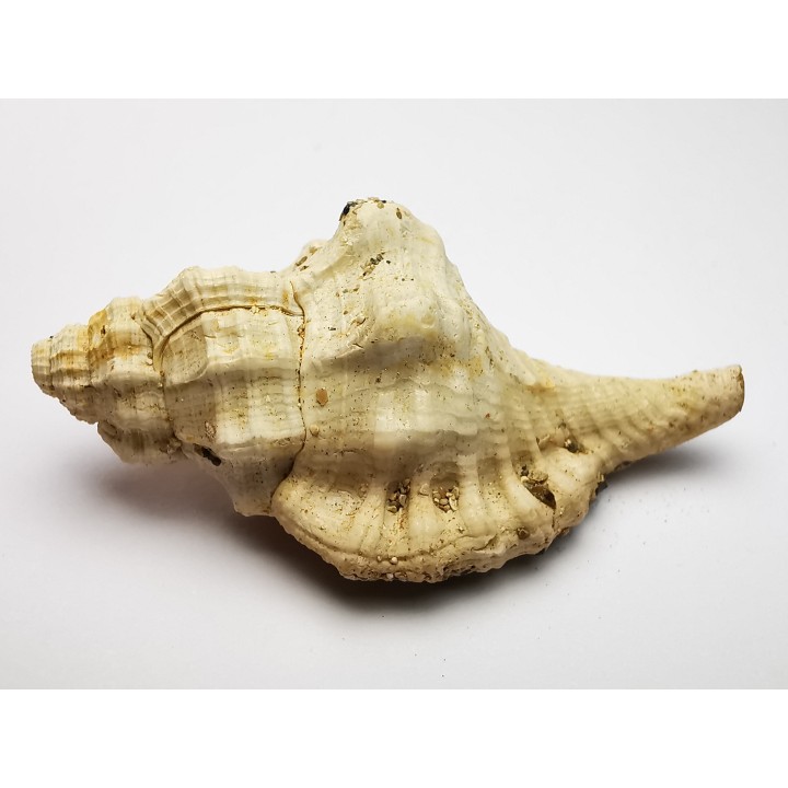GASTEROPODE : Eutritonium aquitanicum - Aquitanien - Roquefort (40)