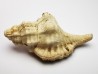 GASTROPOD: Eutritonium aquitanicum - Aquitanian - Roquefort, France