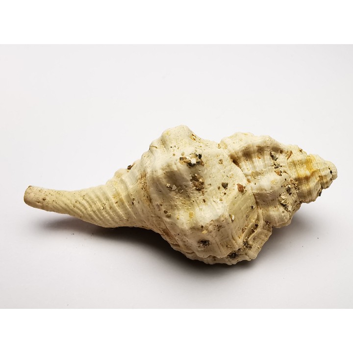 GASTEROPODE : Eutritonium aquitanicum - Aquitanien - Roquefort (40)