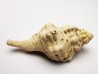 GASTEROPODE : Eutritonium aquitanicum - Aquitanien - Roquefort (40)
