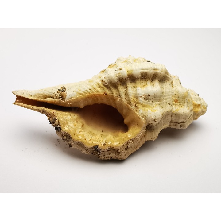 GASTEROPODE : Eutritonium aquitanicum - Aquitanien - Roquefort (40)