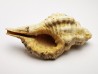 GASTROPOD: Eutritonium aquitanicum - Aquitanian - Roquefort, France
