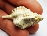GASTEROPODE : Eutritonium aquitanicum - Aquitanien - Roquefort (40)