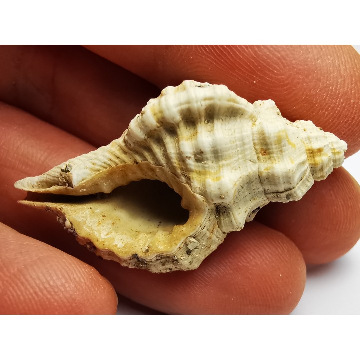 GASTROPOD: Eutritonium aquitanicum - Aquitanian - Roquefort, France