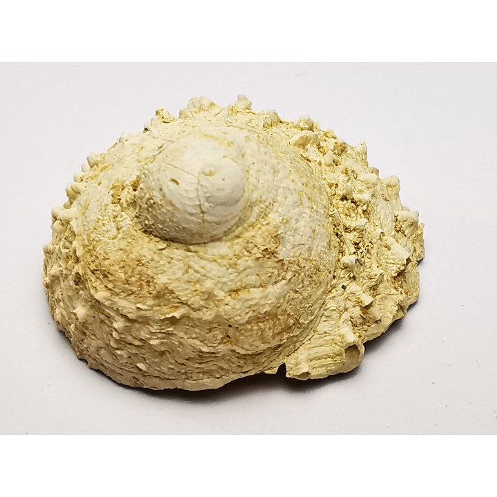 GASTROPOD: Calyptraea costaria - Aquitanian - Roquefort, France