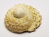GASTEROPODE : Calyptraea costaria - Aquitanien - Roquefort (40)