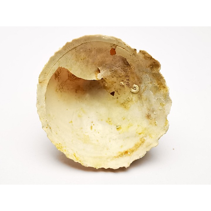 GASTEROPODE : Calyptraea costaria - Aquitanien - Roquefort (40)