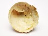 GASTEROPODE : Calyptraea costaria - Aquitanien - Roquefort (40)