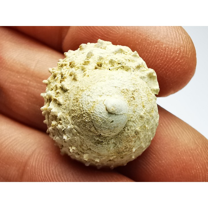 GASTEROPODE : Calyptraea costaria - Aquitanien - Roquefort (40)