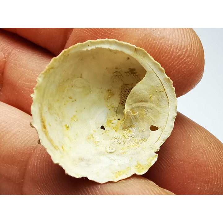 GASTEROPODE : Calyptraea costaria - Aquitanien - Roquefort (40)