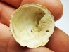 GASTEROPODE : Calyptraea costaria - Aquitanien - Roquefort (40)
