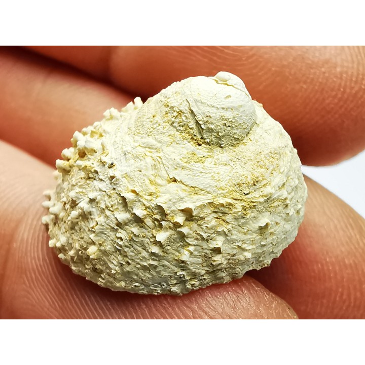 GASTEROPODE : Calyptraea costaria - Aquitanien - Roquefort (40)