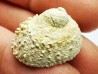 GASTEROPODE : Calyptraea costaria - Aquitanien - Roquefort (40)