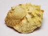 GASTROPOD: Calyptraea costaria - Aquitanian - Roquefort, France