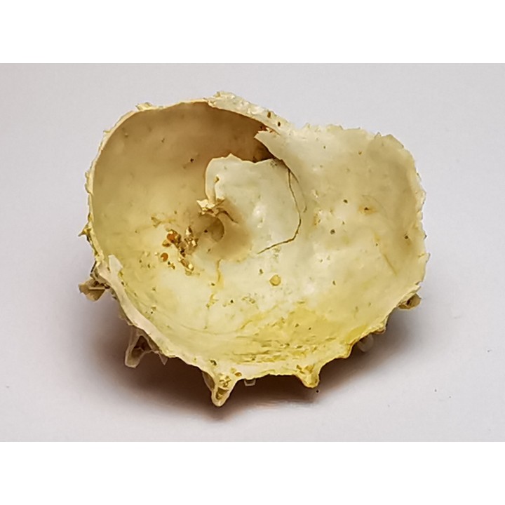 GASTEROPODE : Calyptraea costaria - Aquitanien - Roquefort (40)