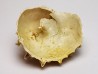 GASTROPOD: Calyptraea costaria - Aquitanian - Roquefort, France